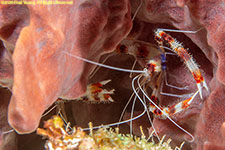 banded coral shrimp